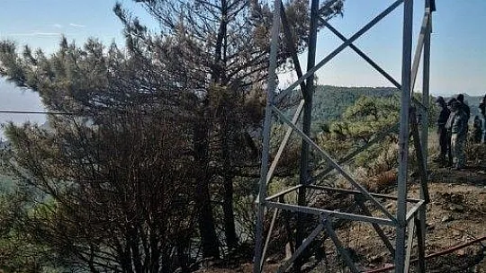 Rüzgarda devrilen ağaç, yangına sebep oldu