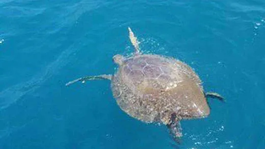 SAHİL GÜVENLİK BU DEFA DENİZ KAPLUMBAĞASI KURTARDI