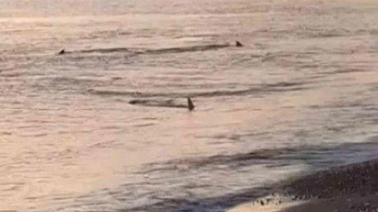Sahile yaklaşan köpek balıkları böyle görüntülendi