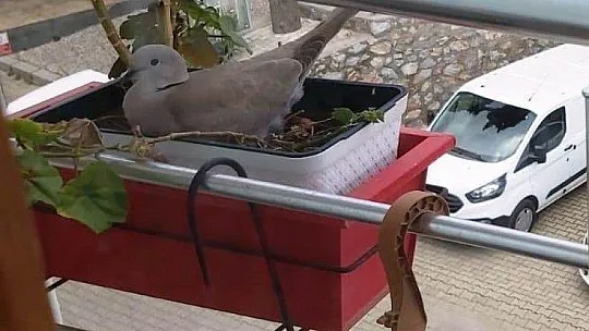Saksıda çiçek değil kumru açtı