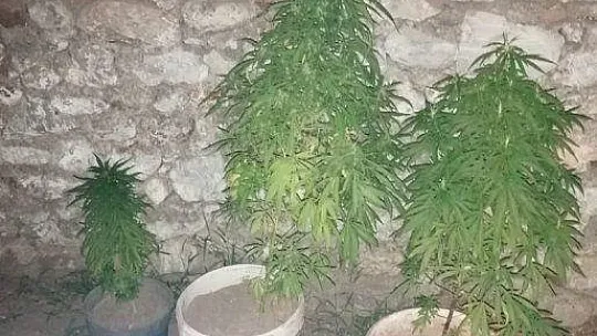 Saksıda kenevir yetiştirmiş