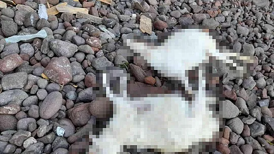 Saldırıdan kaçan ölü koyunlar sahile vurdu