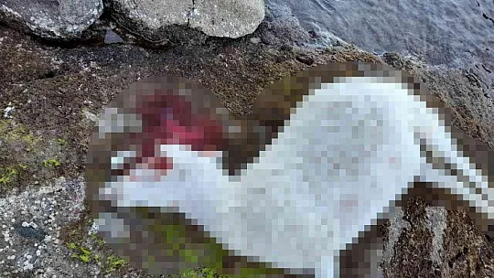 Saldırıdan kaçan ölü koyunlar sahile vurdu