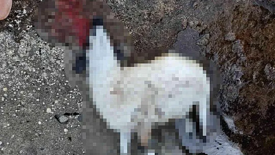 Saldırıdan kaçan ölü koyunlar sahile vurdu