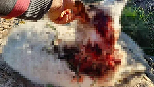 Saldırıdan kaçan ölü koyunlar sahile vurdu