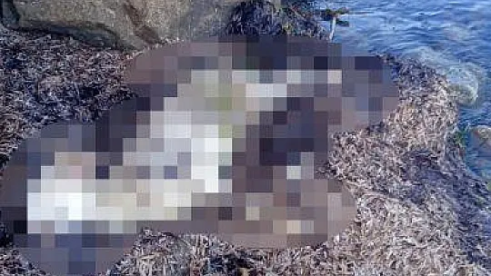 Saldırıdan kaçan ölü koyunlar sahile vurdu