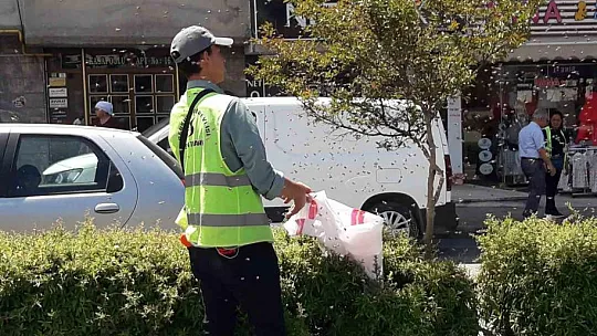 Şehrin göbeğinde arılar oğul verdi