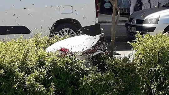 Şehrin göbeğinde arılar oğul verdi