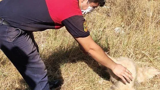 Sevimli köpek, itfaiyenin yardımı ile kurtuldu