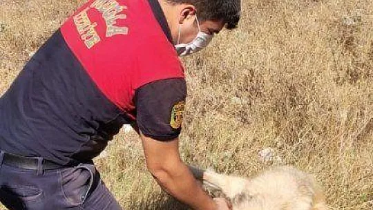 Sevimli köpek, itfaiyenin yardımı ile kurtuldu