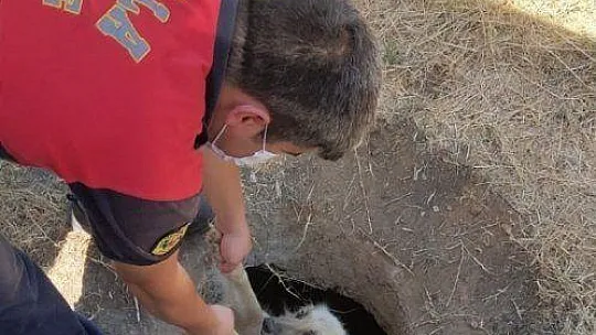 Sevimli köpek, itfaiyenin yardımı ile kurtuldu