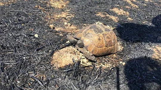 Seydikemer'de alevlerin arasında kalan kaplumbağa kurtarıldı