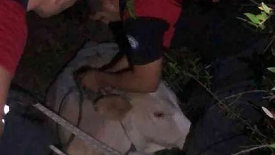 SEYDİKEMER'DE ÇUKURDA MAHSUR KALAN İNEK KURTARILDI