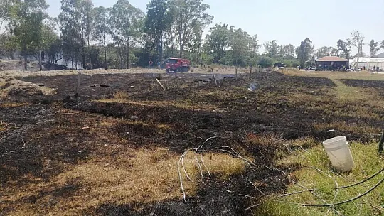 Seydikemer'de okaliptüs ağaçları yandı