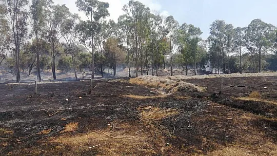 Seydikemer'de okaliptüs ağaçları yandı