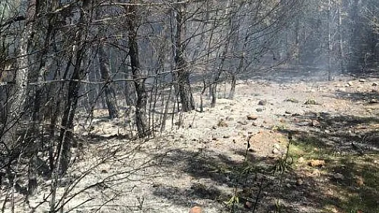 Seydikemer'de orman yangını