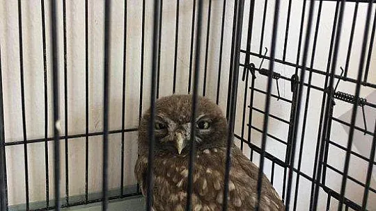 BÜYÜDÜKTEN SONRA DOĞAYA BIRAKILACAK