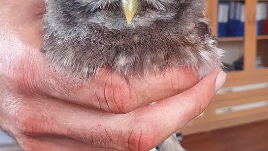 BÜYÜDÜKTEN SONRA DOĞAYA BIRAKILACAK