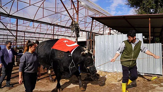 SEYDİKEMERLİ BESİCİ TÜRKİYE REKORUNU KIRDI