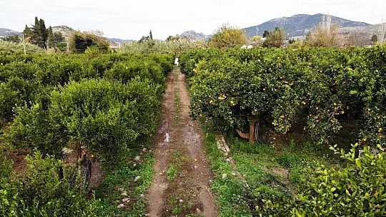 Sıcak havalar Bodrum mandalinasını vurdu