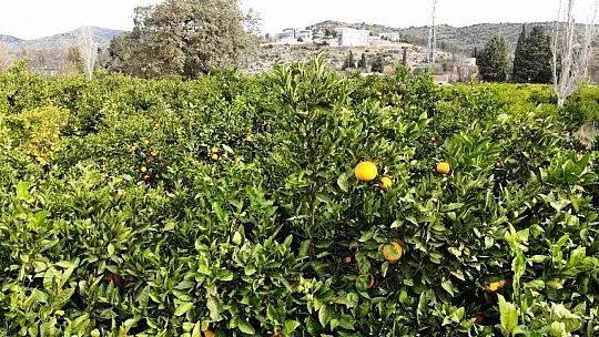 Sıcak havalar Bodrum mandalinasını vurdu