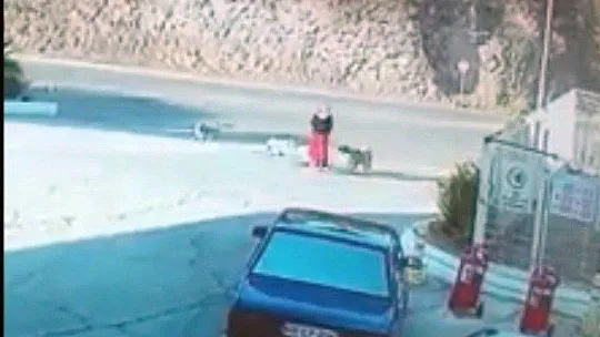 Sınava giderken köpeklerin saldırısına uğradı