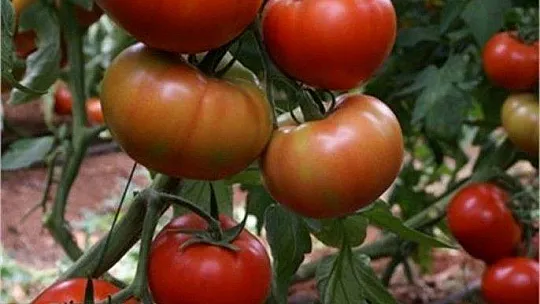 Çiftçi üretim maliyetinin altında eziliyor