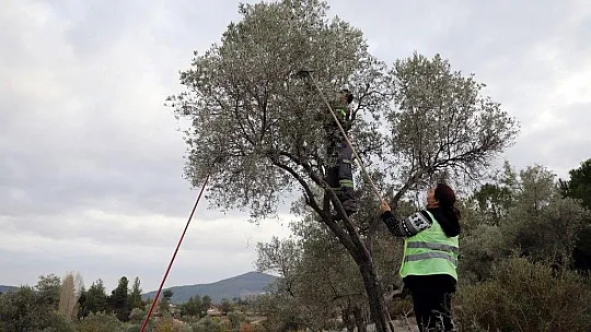 Soğuk sıkım zeytinyağı aşevinde değerlendirilecek 