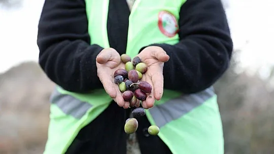 Soğuk sıkım zeytinyağı aşevinde değerlendirilecek 