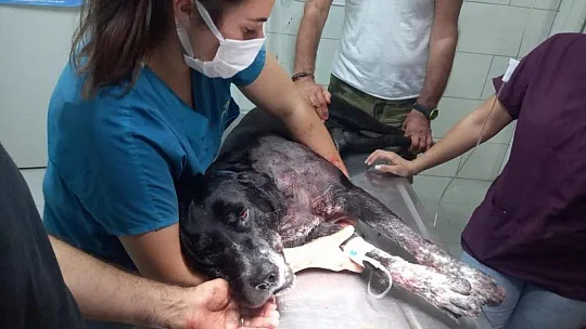 Sokaktaki köpeğe acımadan vurdu, 3 kadın da fişekten çıkan saçmalarla yaralandı