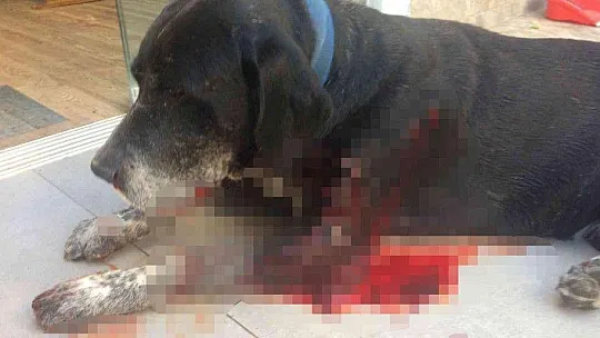 Sokaktaki köpeğe acımadan vurdu, 3 kadın da fişekten çıkan saçmalarla yaralandı