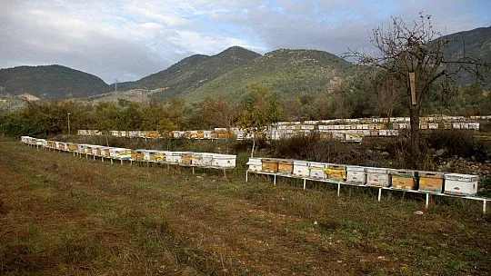 TAB Başkanı Şahin'den 'arı ürünleri uyarısı'