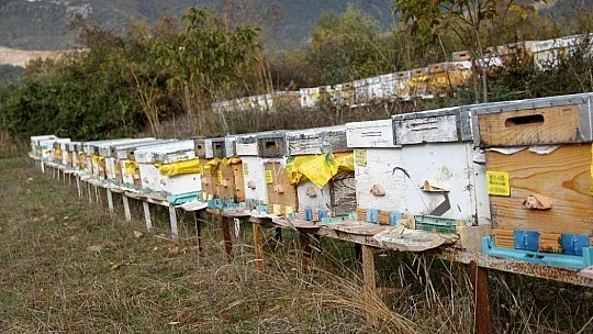 TAB Başkanı Şahin'den 'arı ürünleri uyarısı'