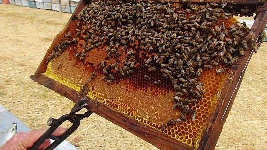 TAB Başkanı Ziya Şahin: 'Arı yoksa tarım çöker'