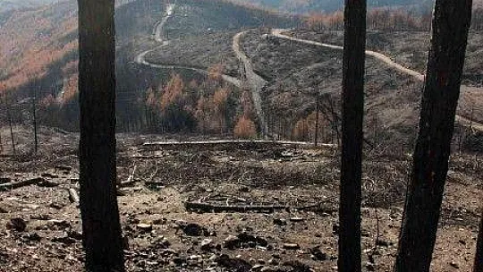 Tabiat ana küllerinden yeşeriyor