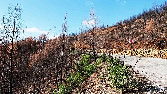 Tabiat ana küllerinden yeşeriyor