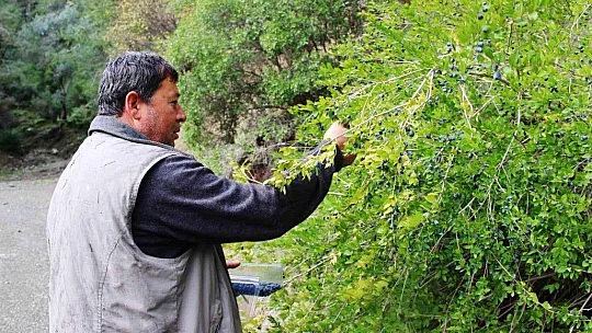 Tabiattaki binlerce yıllık şifa iksirleri