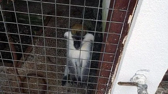 Tarihi eser operasyona giden polis 'Rhesus' cinsi maymun buldu