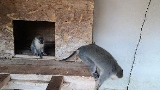 Tarihi eser operasyona giden polis 'Rhesus' cinsi maymun buldu