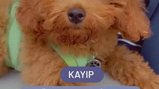 Tatildeki turistin kayıp köpeğini polis buldu