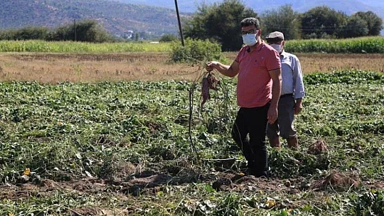 Tatlı patates için kariyerini terk etti, ilk hasadı yaptı