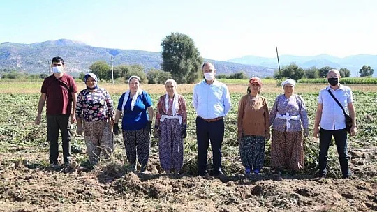 Tatlı patates için kariyerini terk etti, ilk hasadı yaptı
