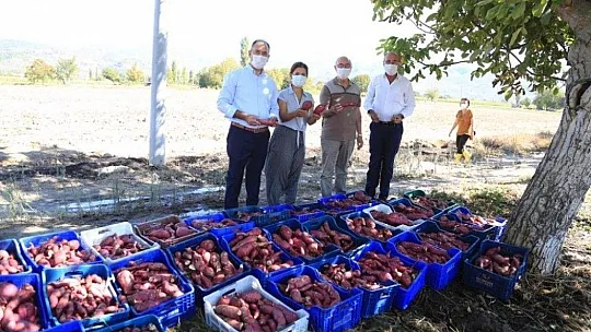 Tatlı patates için kariyerini terk etti, ilk hasadı yaptı