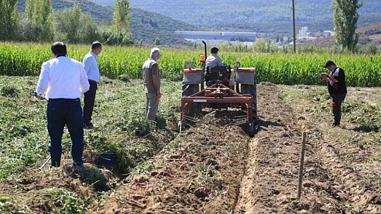 Tatlı patates için kariyerini terk etti, ilk hasadı yaptı