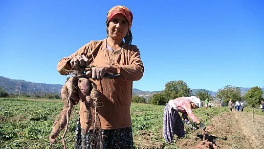 Tatlı patates için kariyerini terk etti, ilk hasadı yaptı