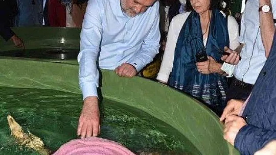 Tedavileri tamamlanan deniz kaplumbağaları denize bırakıldı