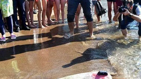 Tedavileri tamamlanan deniz kaplumbağaları denize bırakıldı