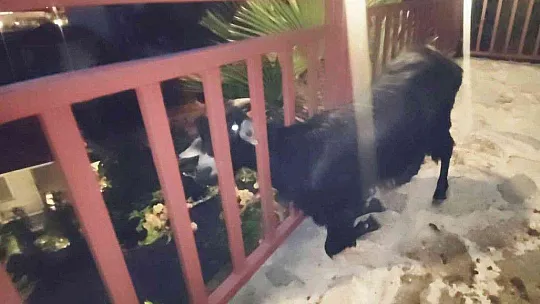 Terastaki korkuluklara başını sıkıştıran keçi itfaiyenin uzun uğraşları sonucu kurtarıldı