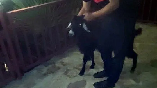 Terastaki korkuluklara başını sıkıştıran keçi itfaiyenin uzun uğraşları sonucu kurtarıldı