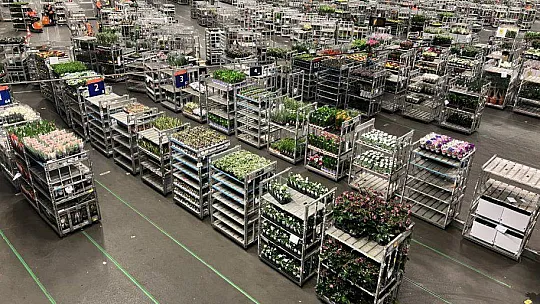 KARACA'DAN HOLLANDA ÇIKARMASI